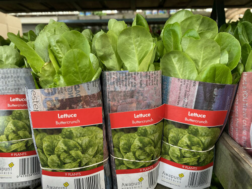 Lettuce - Buttercrunch